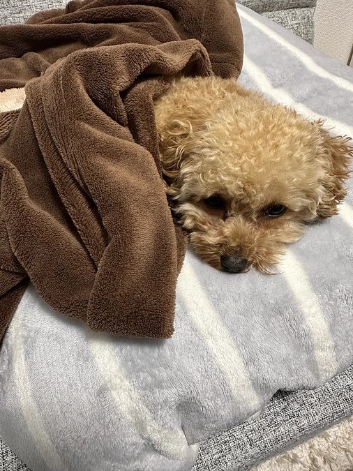 少し体調が悪いようです