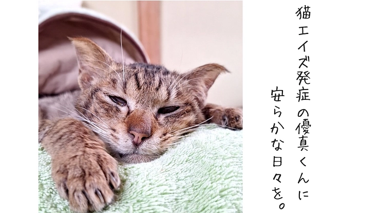 猫エイズ発症の優真くんに安らかな時間を過ごしてもらいたい。