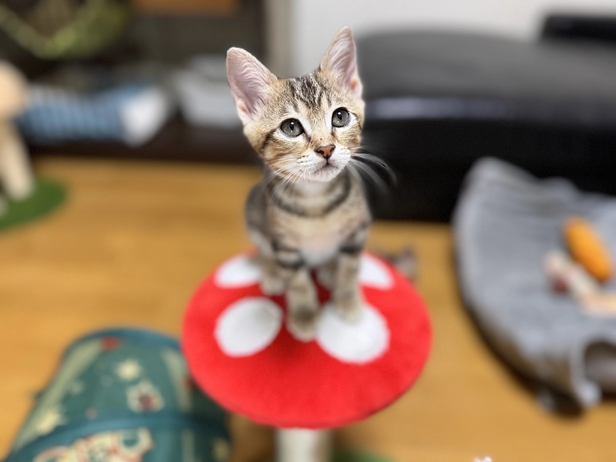 【あと7日】ラスト1週間前に達成しました！