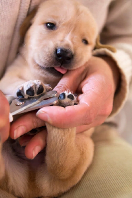 犬の爪切りのお話