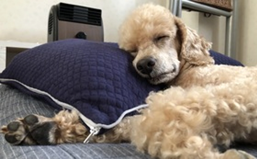 もなか応援コース2（リターン不要の方へ）