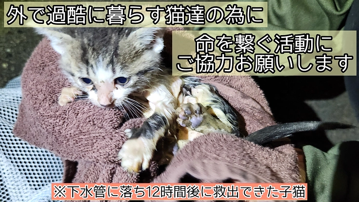 まだ外で過酷に暮らす猫達の命を繋ぐ為の一般社団法人設立のお願い