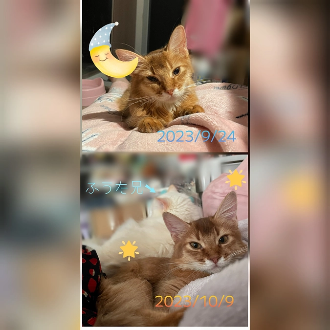 りっちゃん2週間での変化について