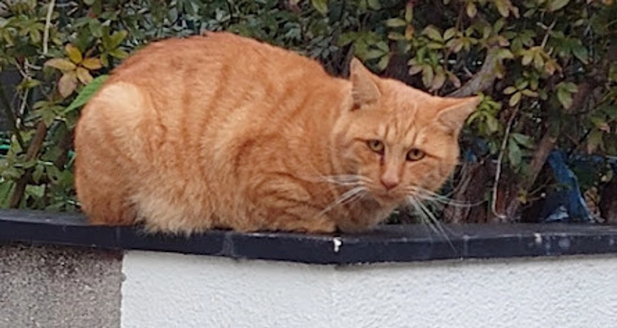 🐈ヨッちゃんと初めて出会った頃のお話🐈