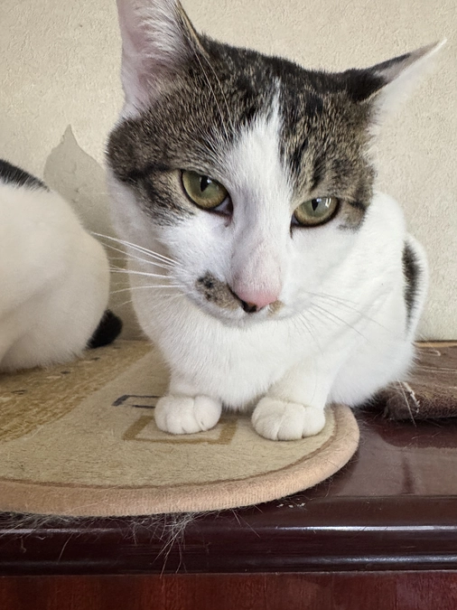 《16匹目》真っ白じゃないけどメーちゃん【猫紹介】