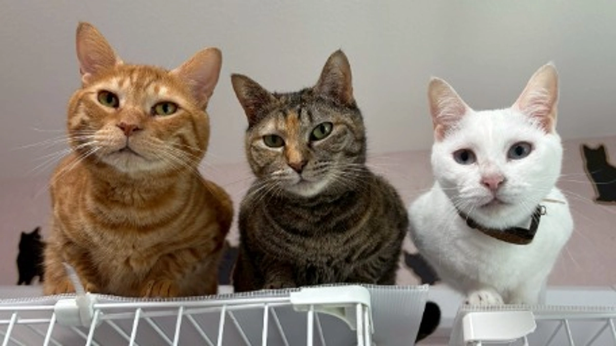 多頭飼育崩壊現場からの受入れ・・・その後