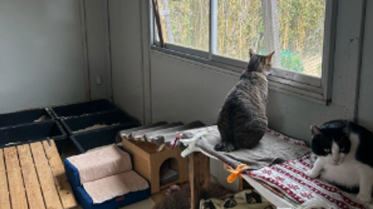 【ボランティア募集中！】ネコハウスのお世話、こんな感じです！