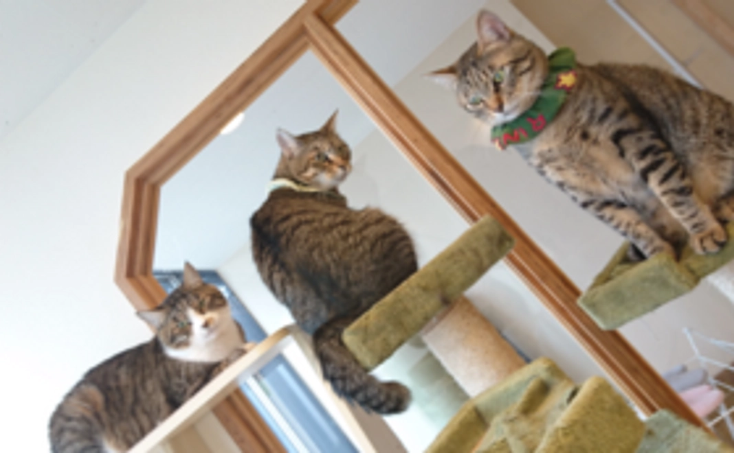 猫たちへ全額支援コース