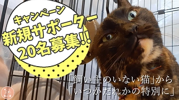 サポーター20名募集！飼い主のいない猫から「いつかだれかの特別に」 のトップ画像