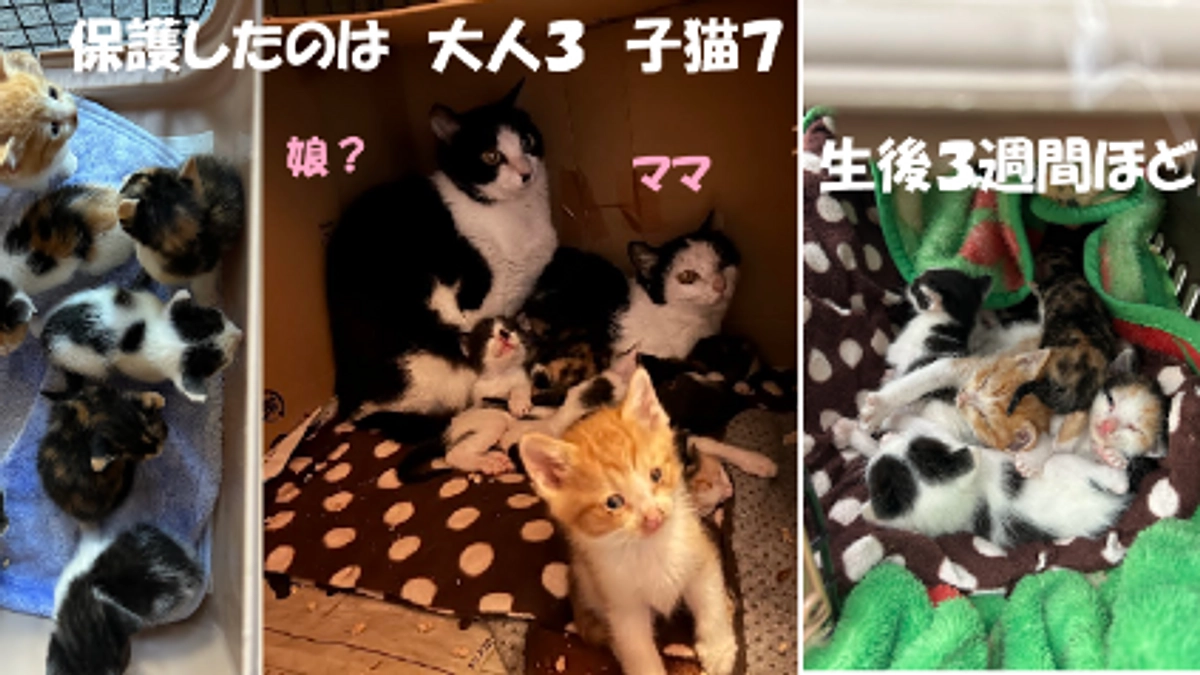 続々　ヘルプ依頼！