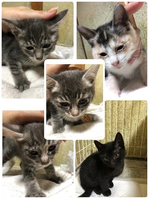 クラファン2日目🐱