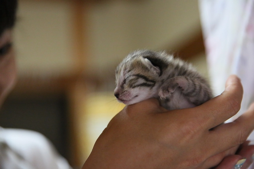 【皆さまへ】ちび猫ケア基金開設にむけて、クラウドファンディング実施のお知らせと制度変更について