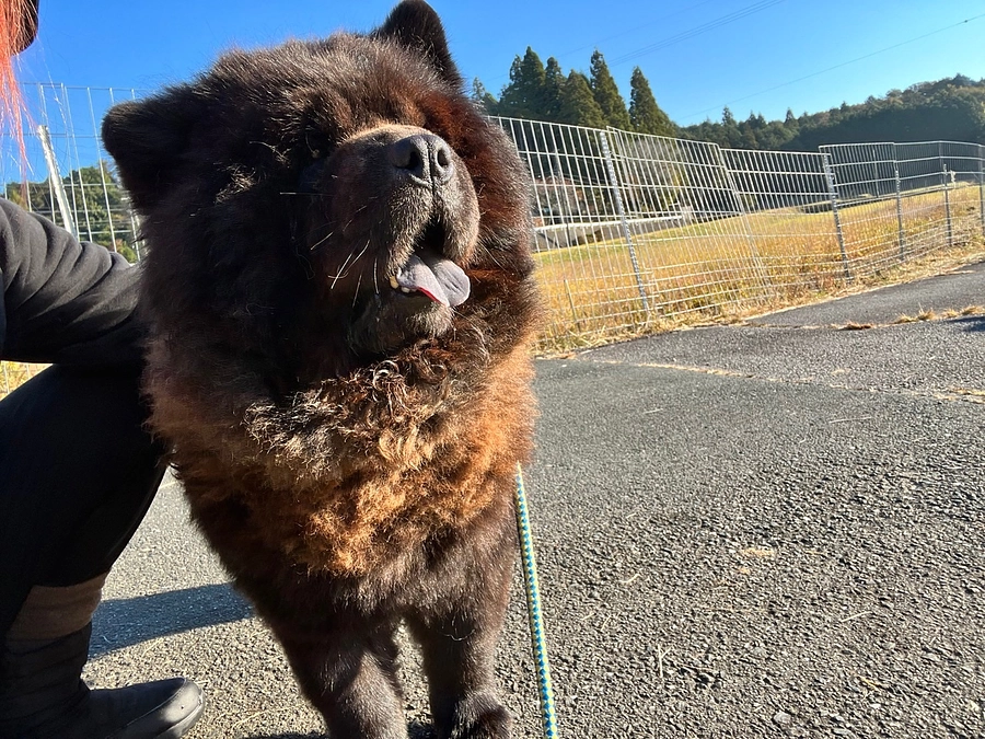 【里親募集中】紹介させてください！