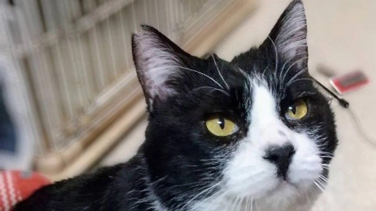 片原横町施設の里親募集の猫紹介