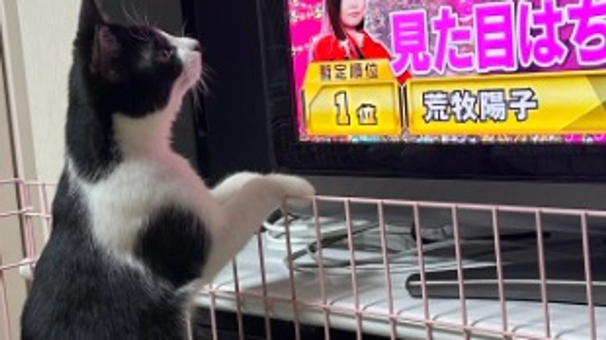 【ご報告】ご支援者様が100名を突破いたしました🎉🐈🎉