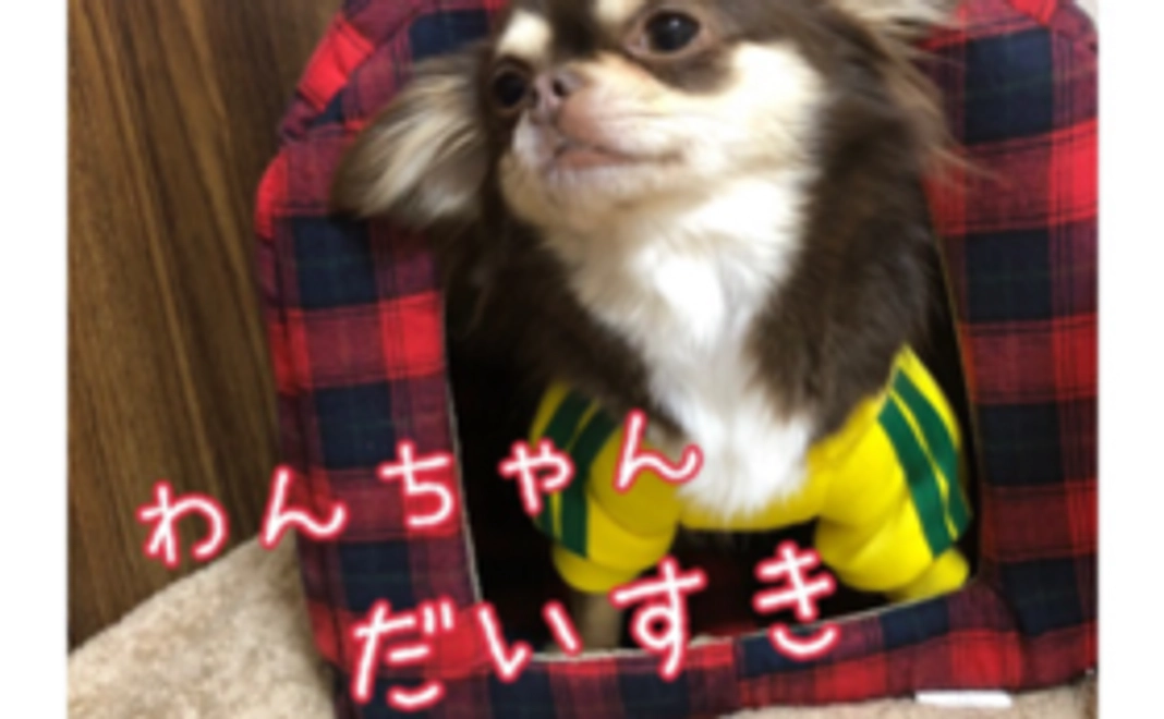 【だいすき】応援コース