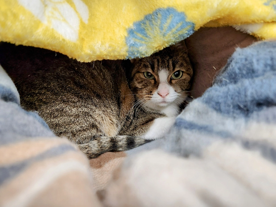 ジャスミンと仮名をつけた猫