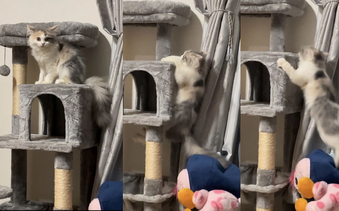 キャットタワー登れるくらいまで回復してきました🆙