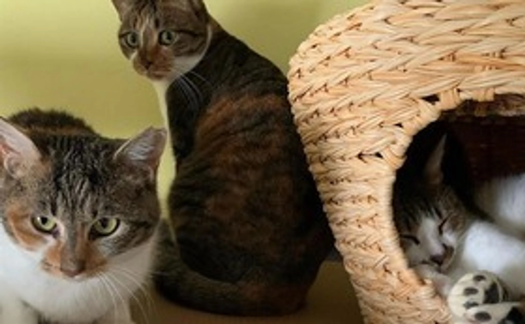 保護猫カフェ「らっくら家」1時間無料券