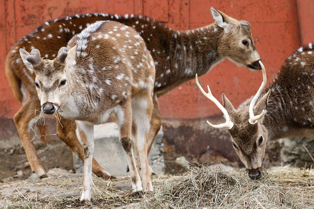 1月22日(月) 進捗報告・動物紹介～角、落ちました！～