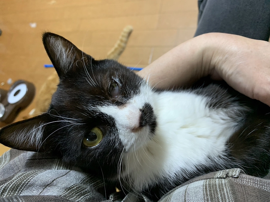 ハチワレのハッチ　明日手術です。