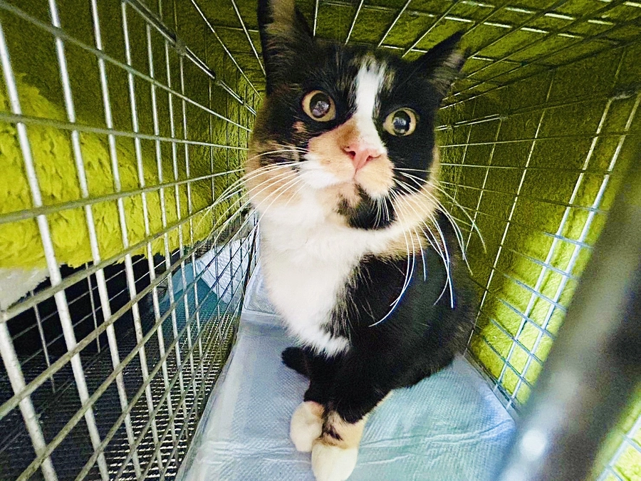 11月の活動報告