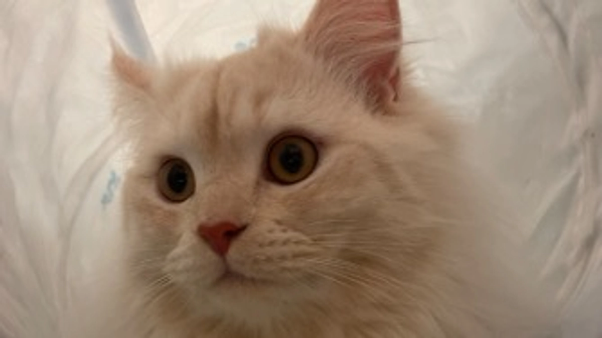 今日のトキ☀️🍃