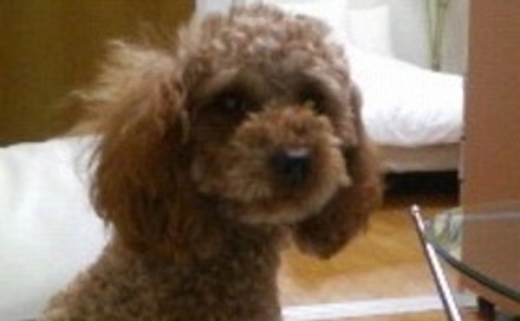 新着情報でのご報告+お礼のコメント