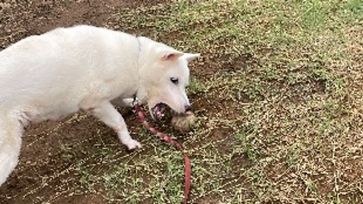 トライアル開始🐕