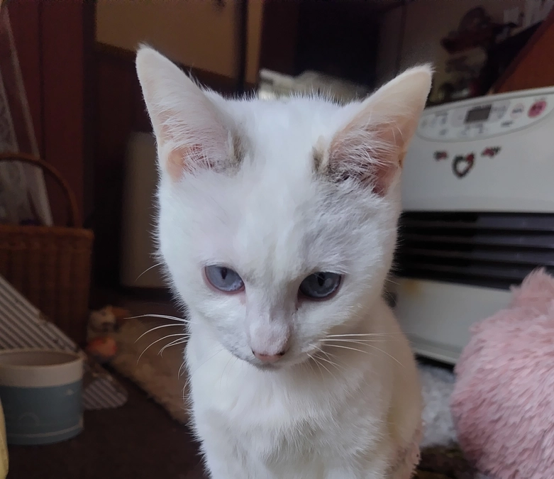 残念なお知らせ