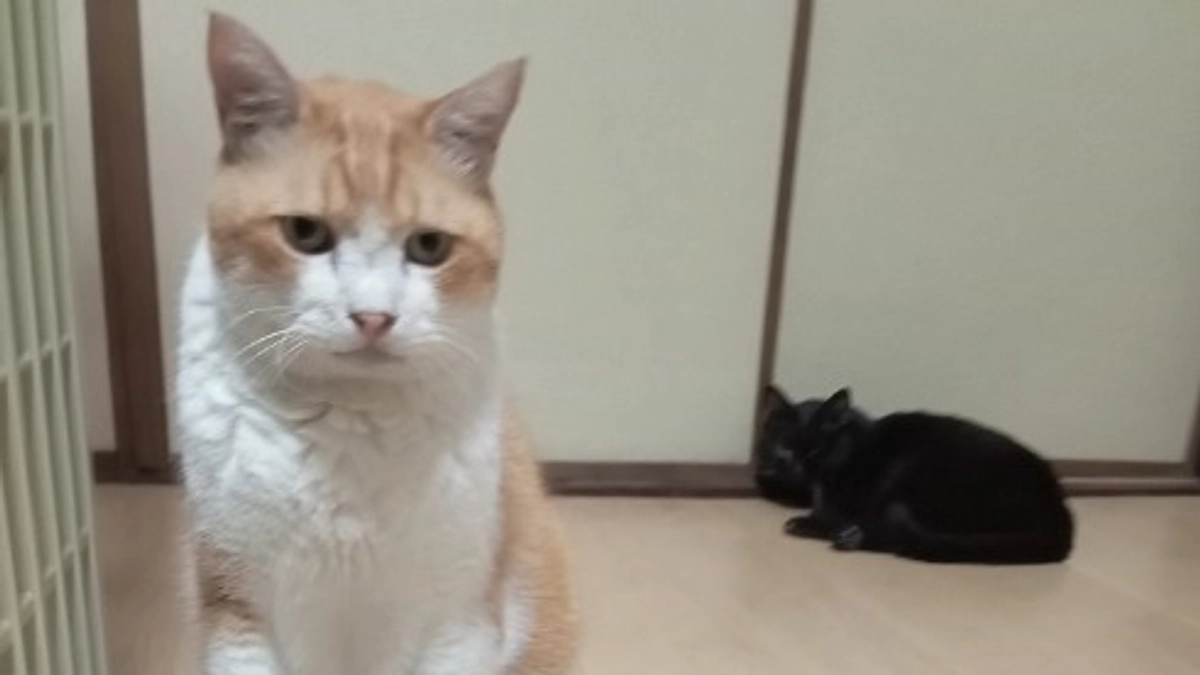 「行き場の無い猫」を預ります