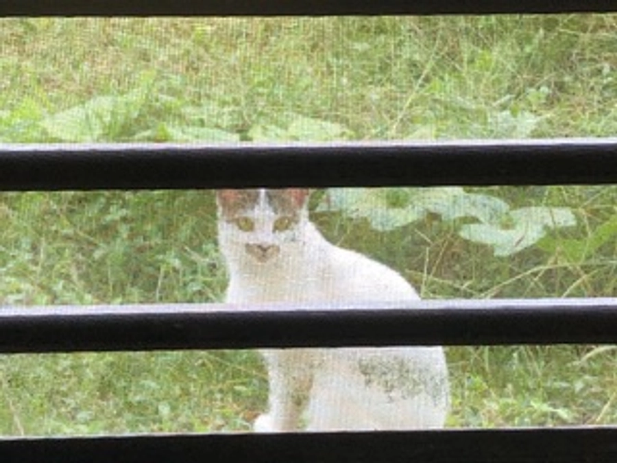 外の猫たちを駆虫しています。