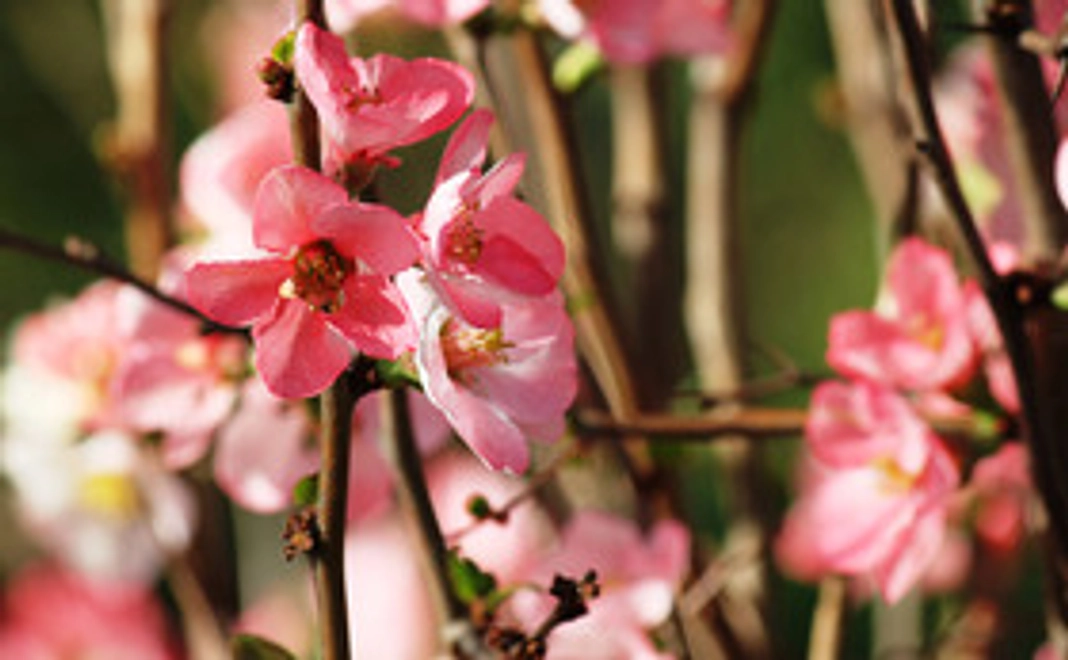 全額支援金として使わせて頂きます！