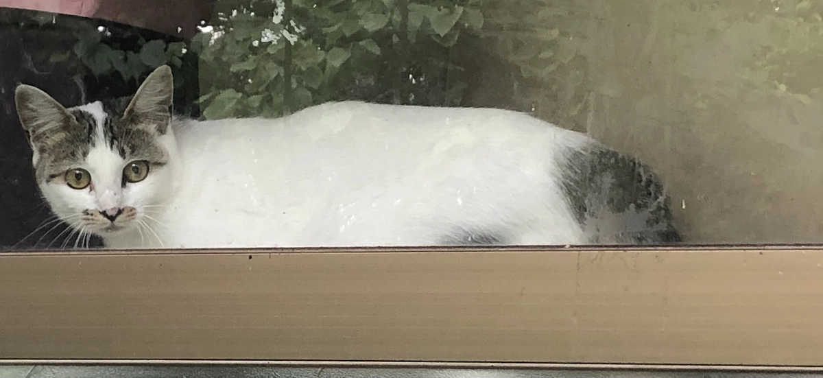 次の避妊手術予定の猫はハチさん