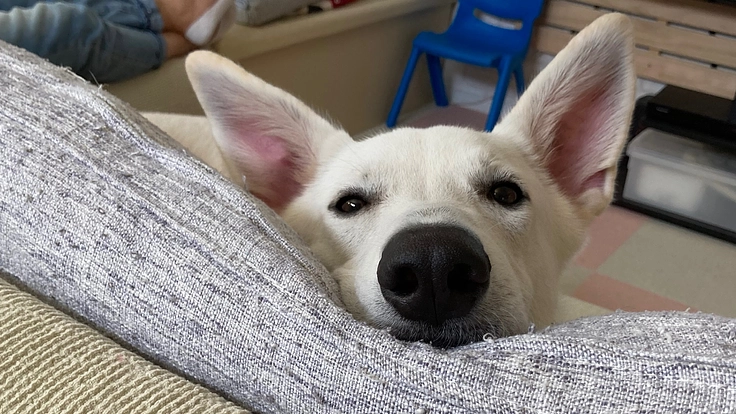 愛犬レオン（股関節形成不全）の治療費の協力願い