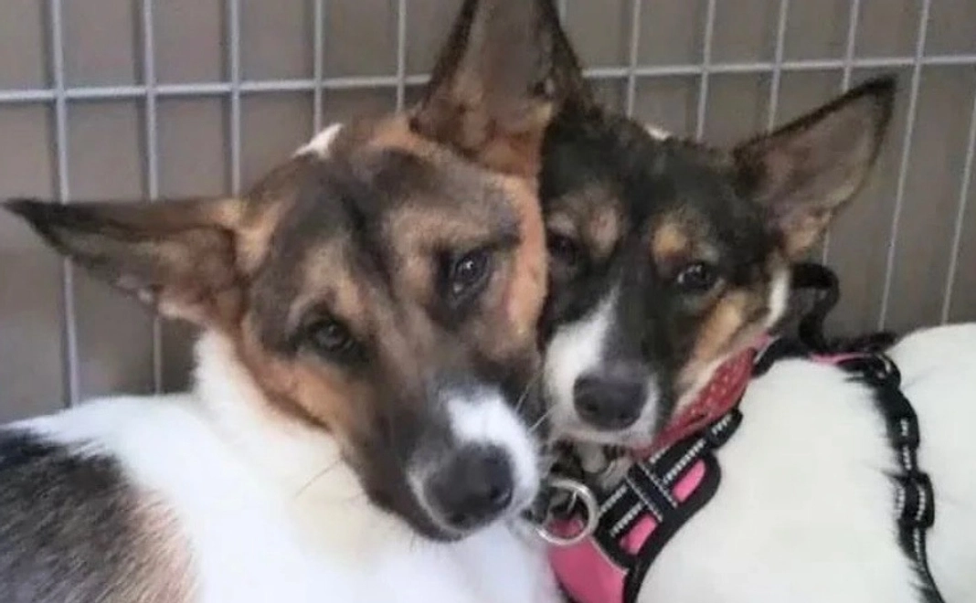 おいしいおやつをありがとう3000円コース