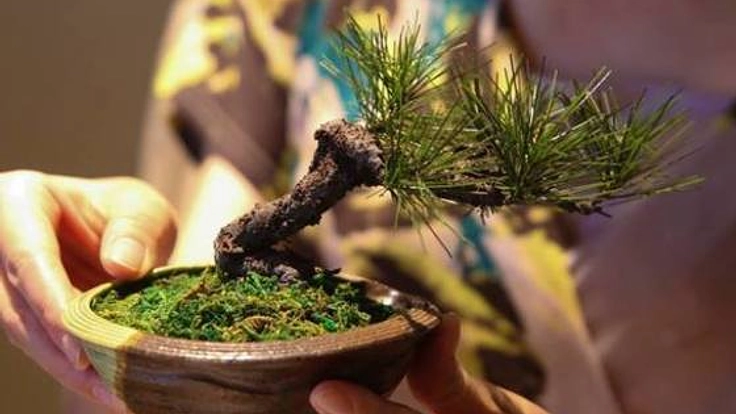 枯れた名品を盆栽アートで蘇らせ盆栽文化を社会貢献につなげたい