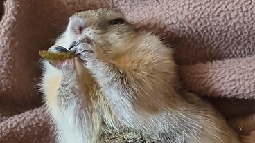 アポクリン汗腺癌治療費支援宜しくお願いします のトップ画像