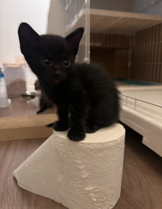 トイレ練習中の子猫達