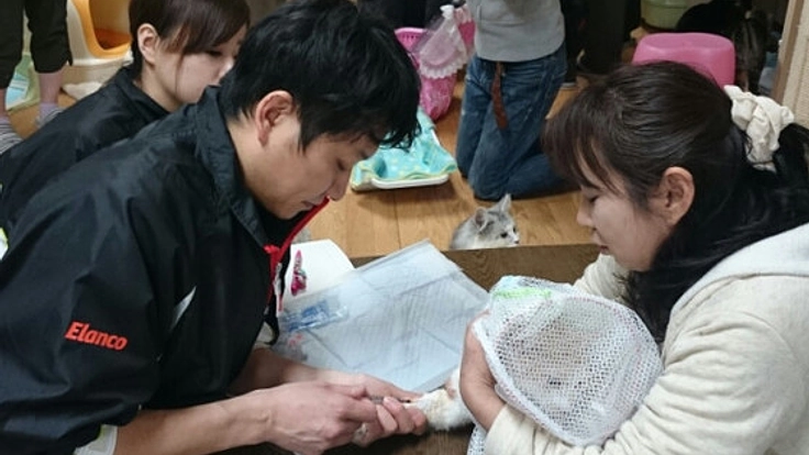 年間500匹の猫を保護するたんぽぽの里の保護猫活動を継続したい