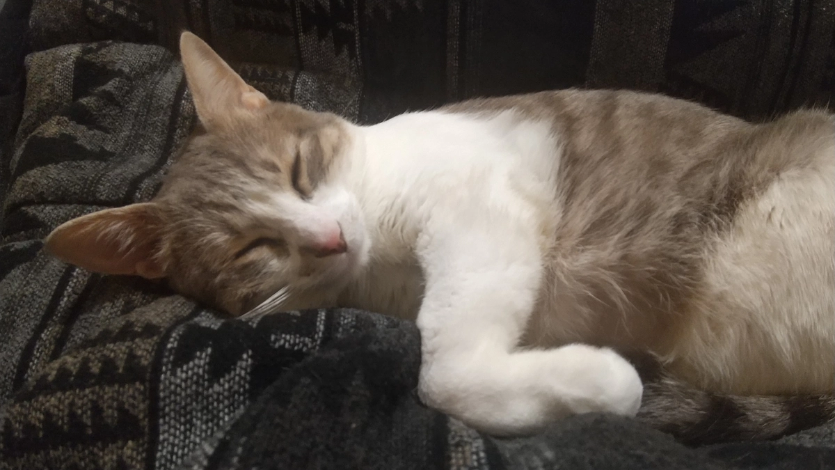 開設しました！