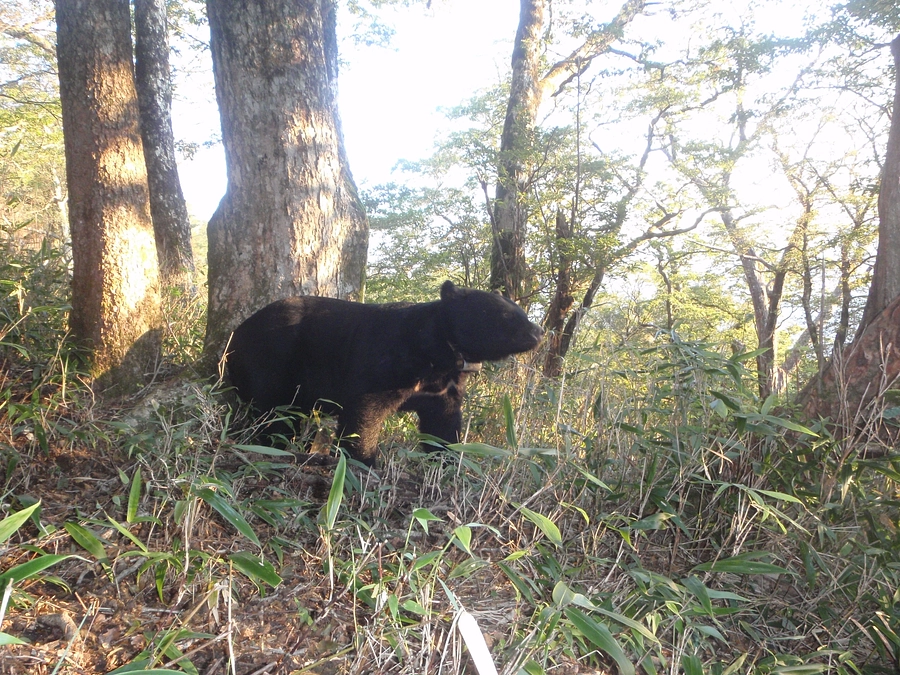 四国のクマ紹介 第1回：【ゴンタ】