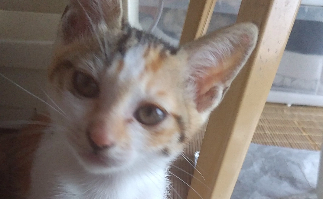 お礼に感謝のメールと仔猫の画像送らせて頂きます