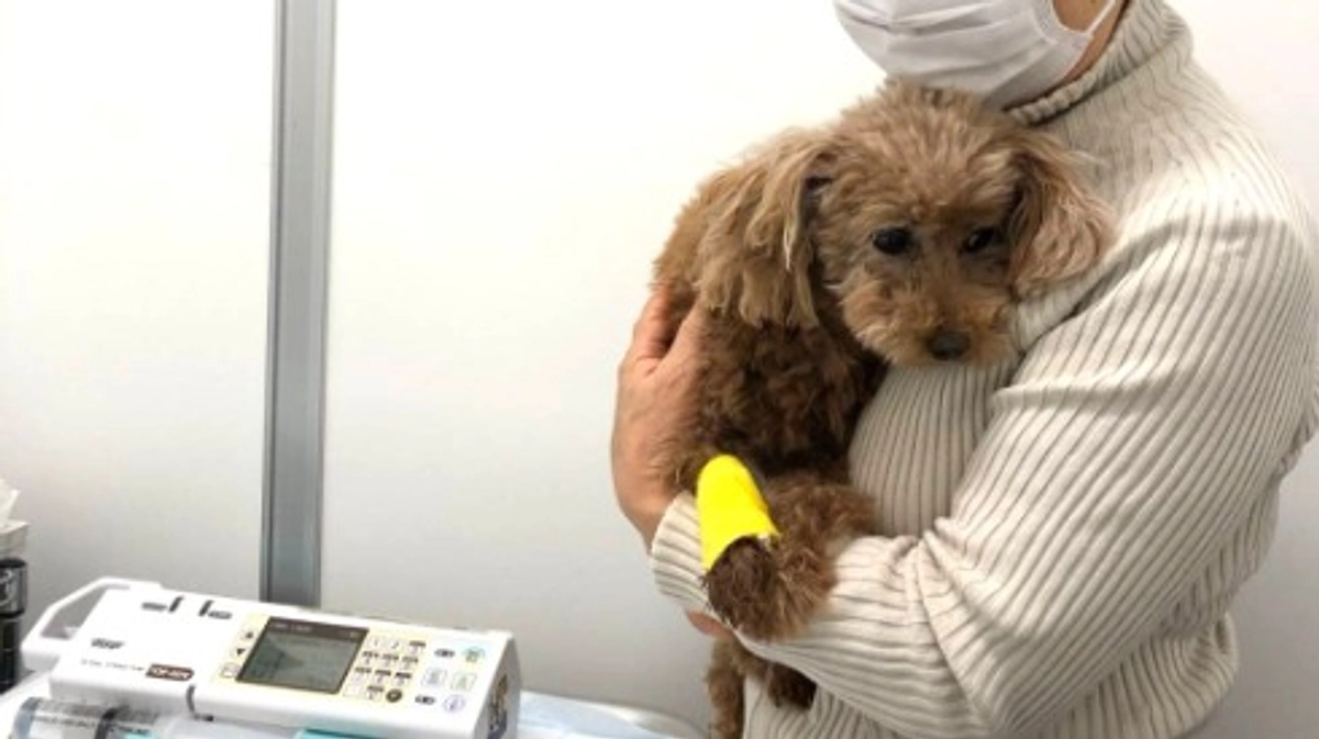 【残り10日！】シニアドッグ・サポーター制度とネクストゴールにかける想い（前編）