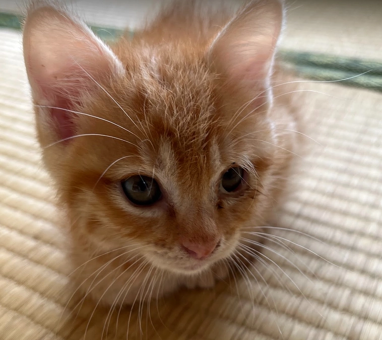 【保護猫活動報告】子猫をレスキュー！！