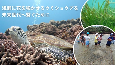 石垣島の海を守るウミショウブを子どもたちと復活させたい！