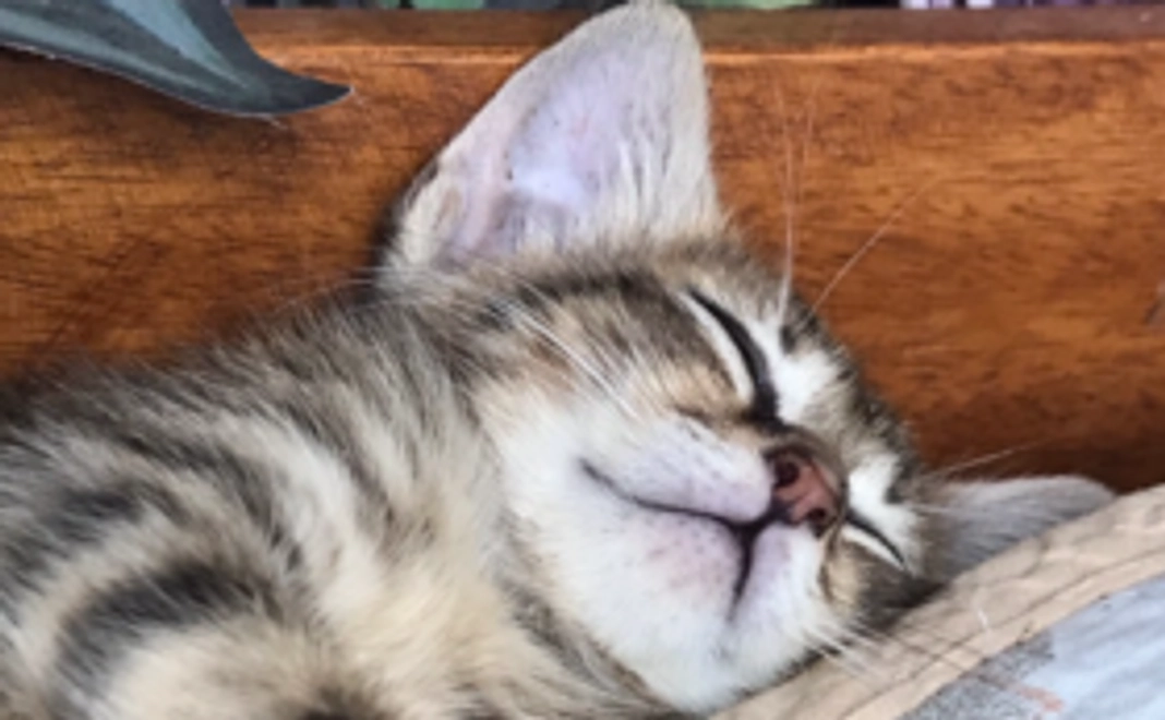 【全額支援コース】