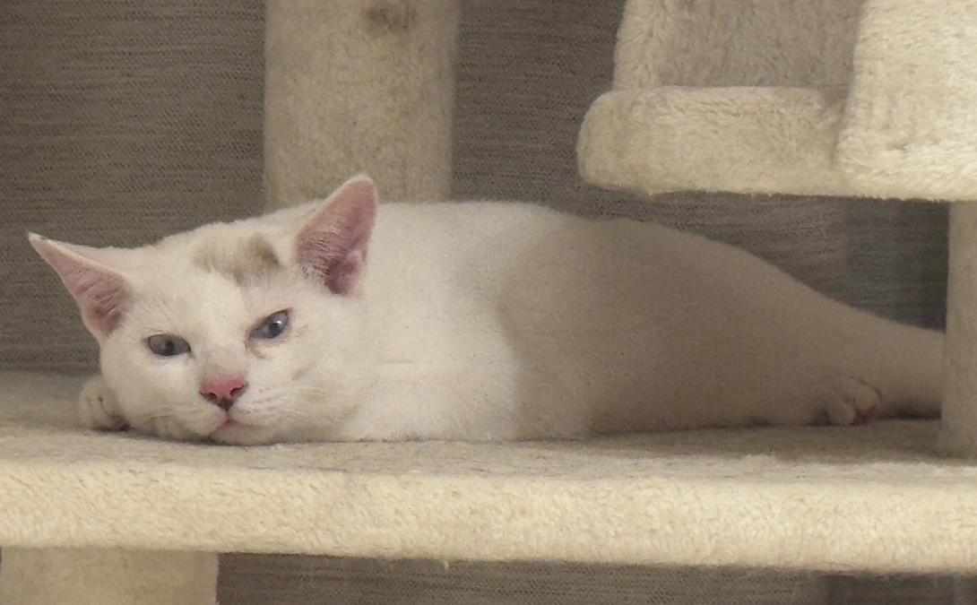 シンバとアテネ、先住猫部屋へ引越し！