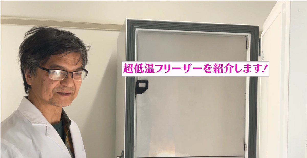 超低温フリーザーを紹介します！