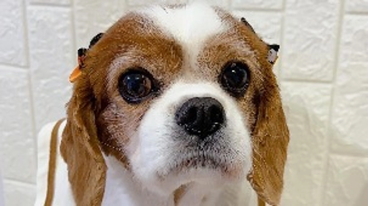 手術を無事終えて目を覚ましました！